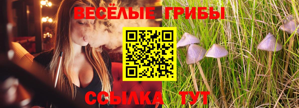 купить наркотик  Псилоцибиновые грибы прущие грибы  Вход с VPN  Хабаровск  Псилоцибиновые грибы GOLDEN TEACHER 